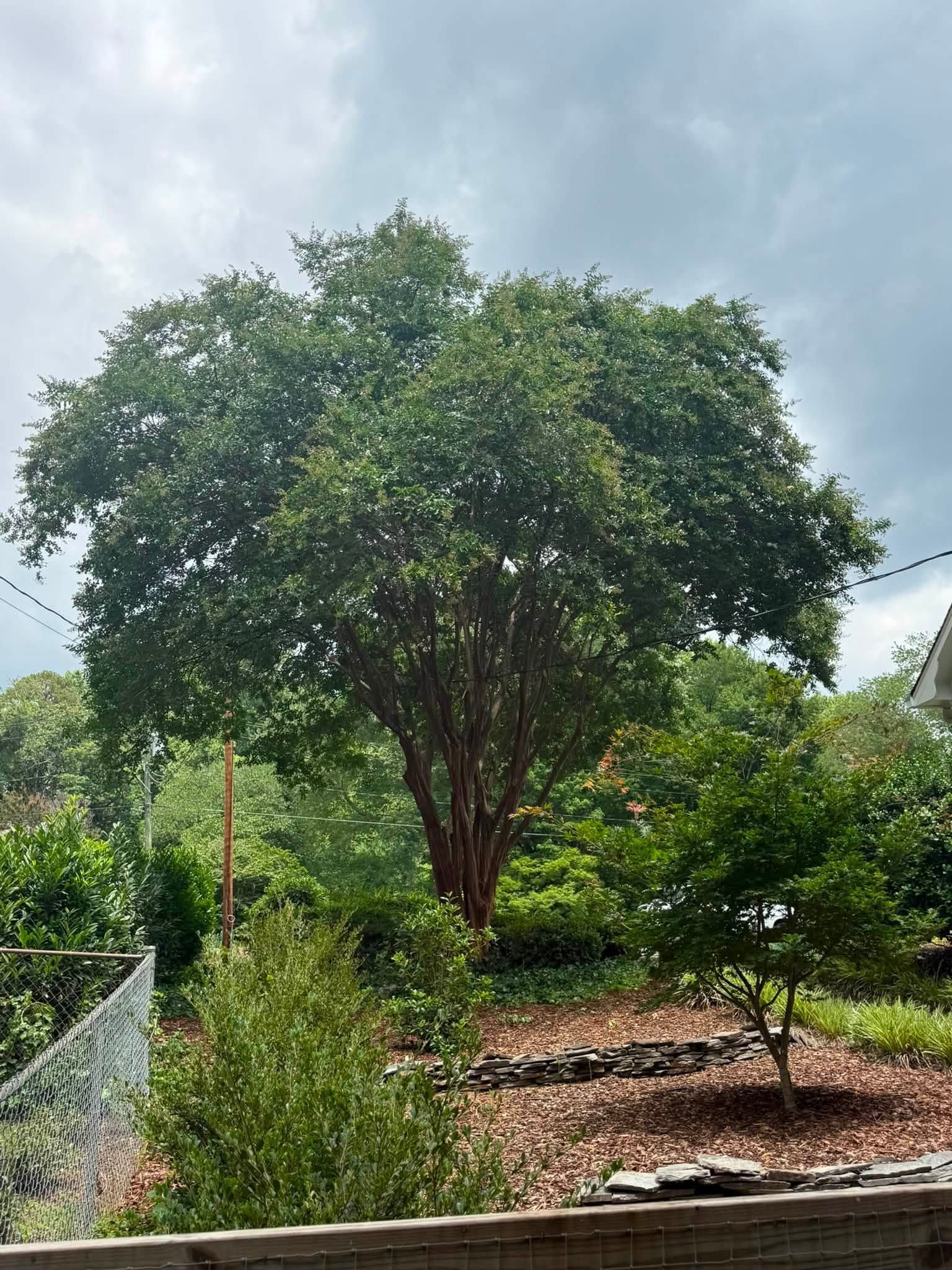 Lush green tree in a garden with shrubs, a fence, and cloudy sky in the background
