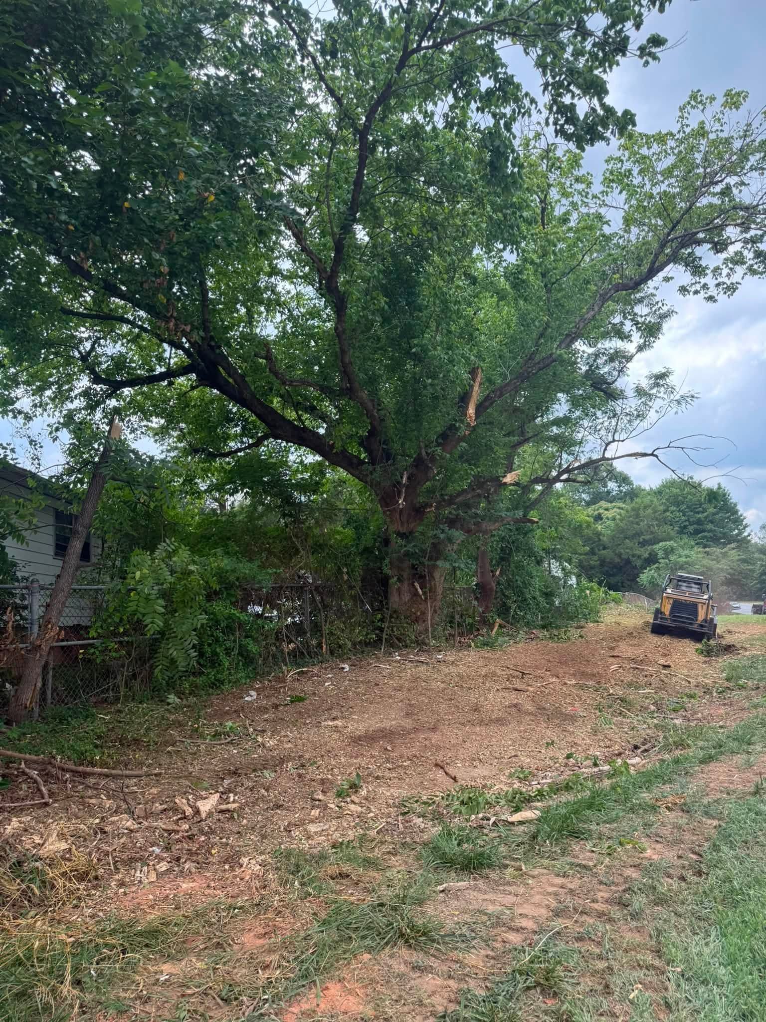 Large tree over a dirt path with a small excavator clearing brush on the right.