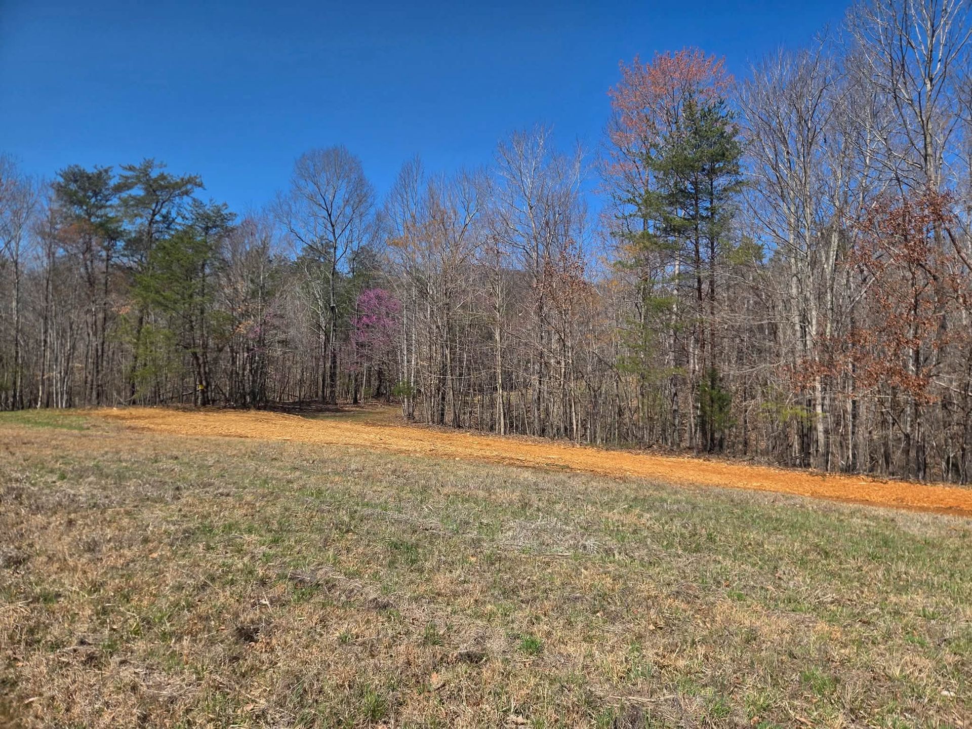 Grassy field beside a line of leafless and autumn-colored trees under a clear blue sky