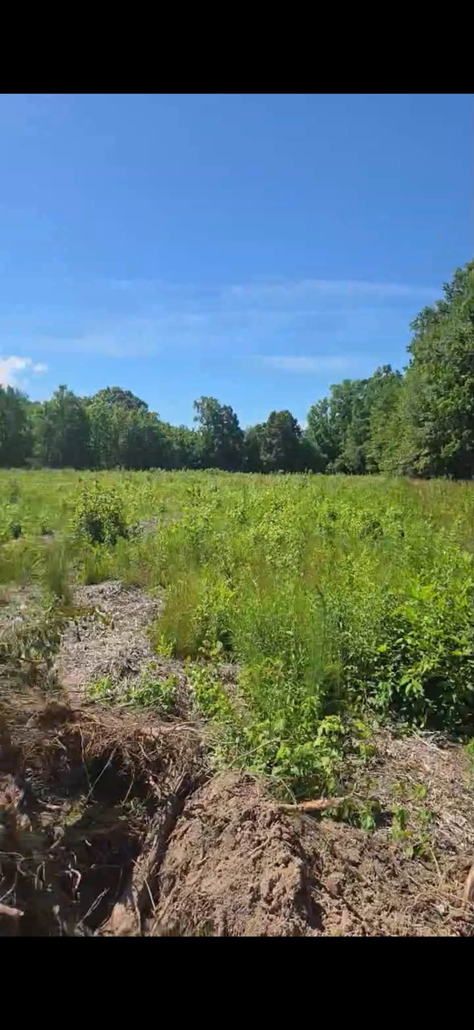 Sunny green field with wild plants, a dirt path, trees, and a clear blue sky