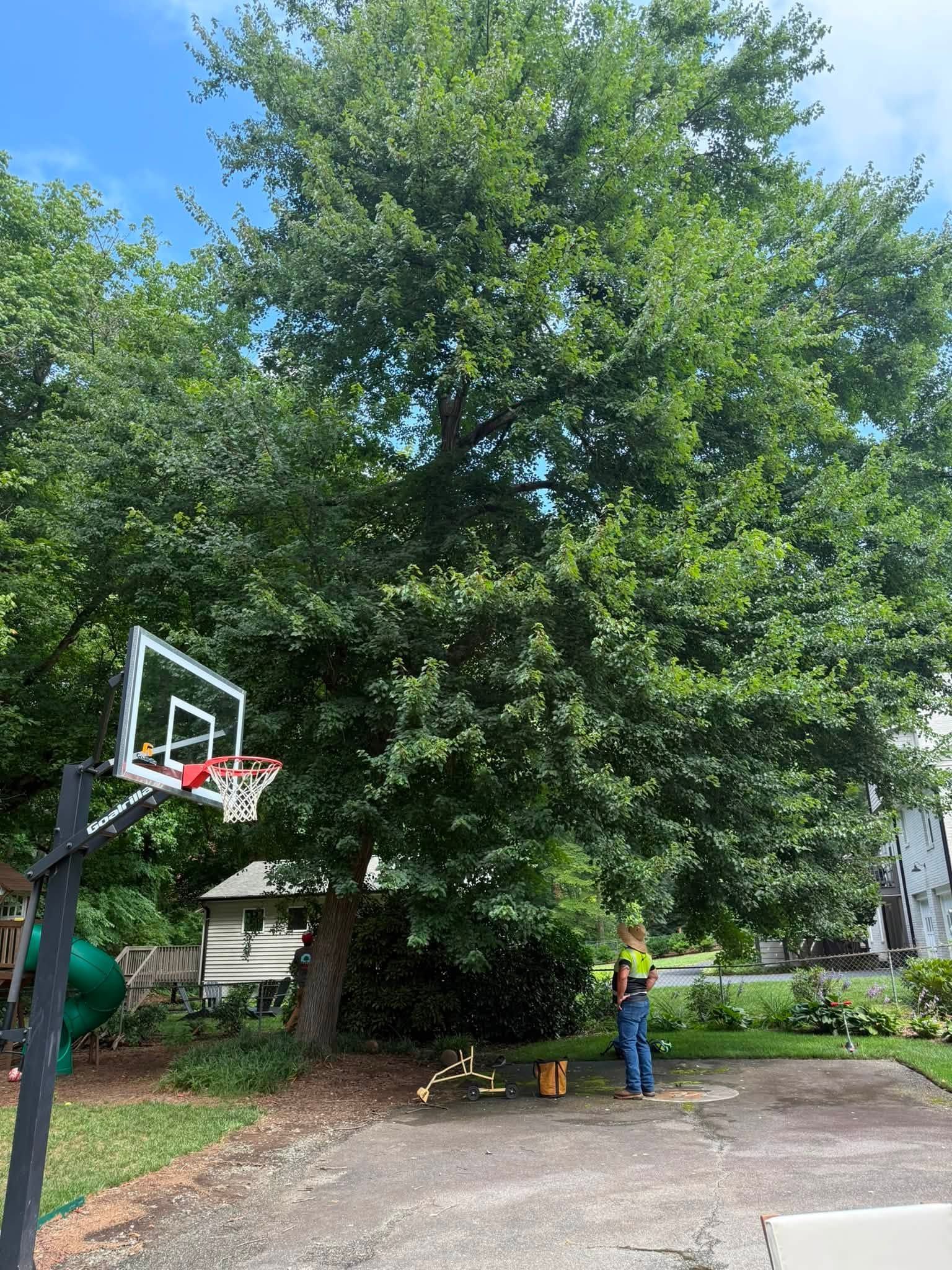 Backyard with a basketball hoop, large tree, and a person standing near a driveway