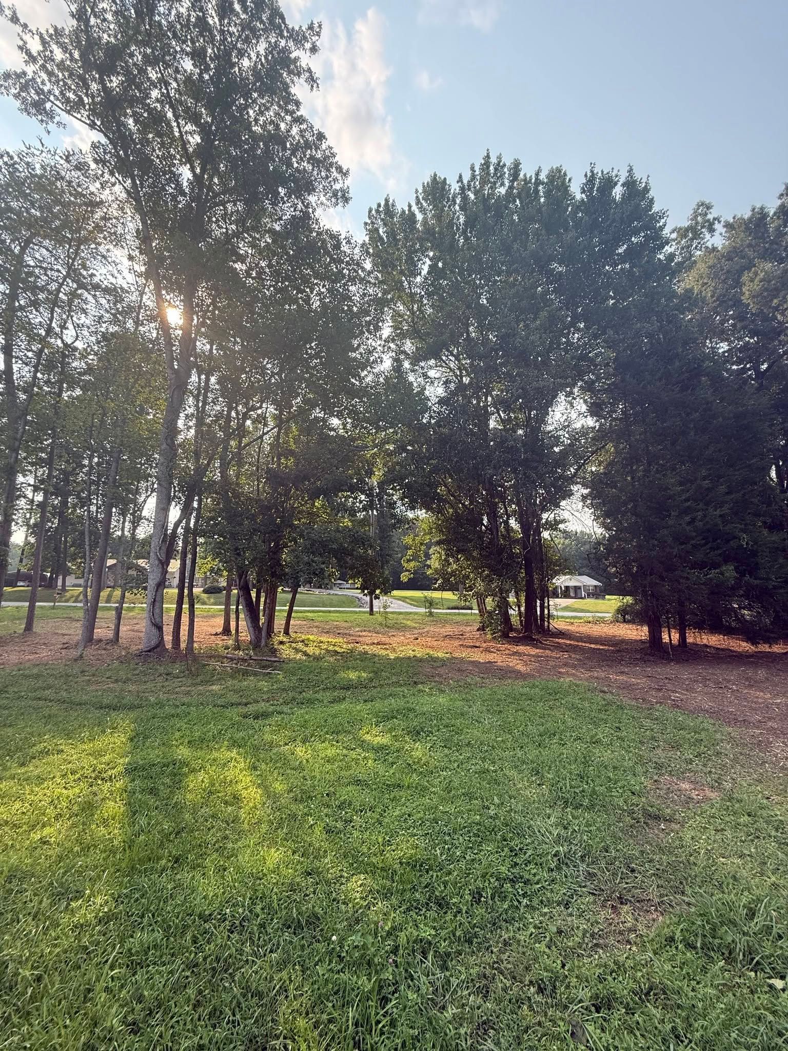 Sunlit park with green grass and tall trees casting long shadows at dusk