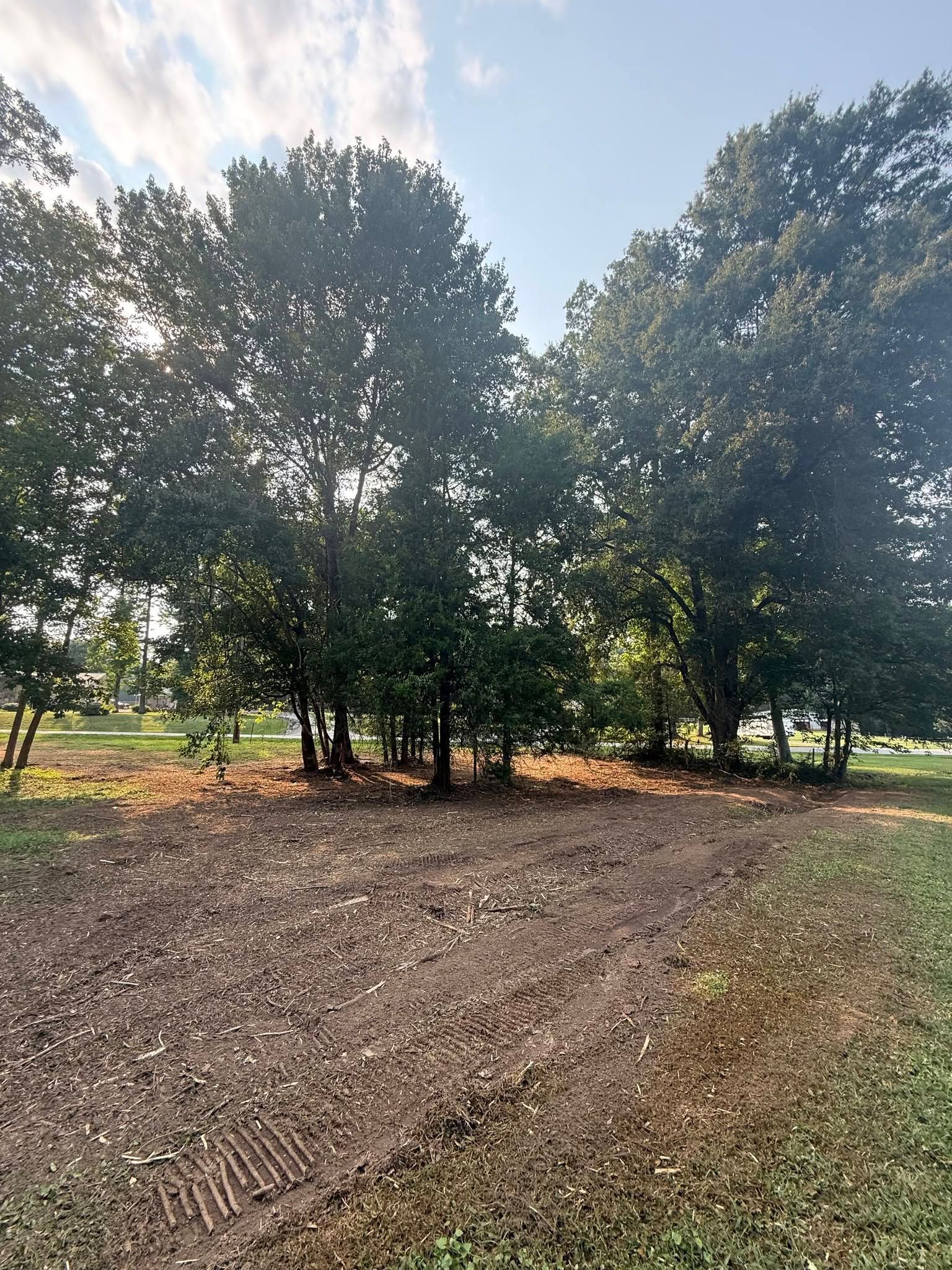 Sunlit orchard with rows of trees and freshly tilled soil in a rural field
