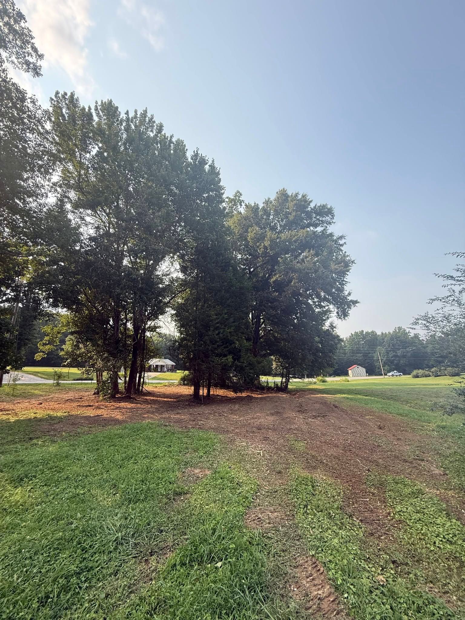 Tree-lined grassy field under a bright blue sky with a dirt path and sunlight filtering through leaves