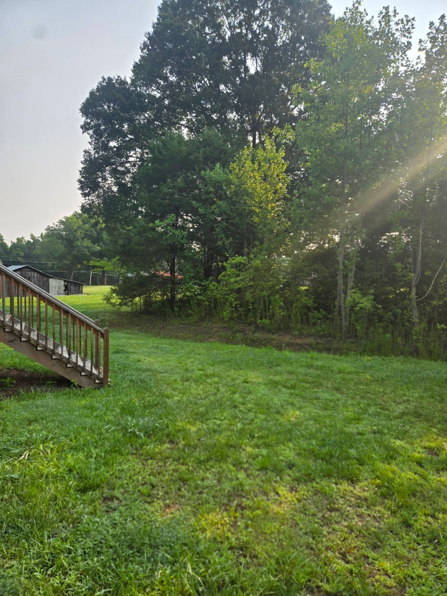 Sunny grassy yard with large trees and a wooden staircase on the left