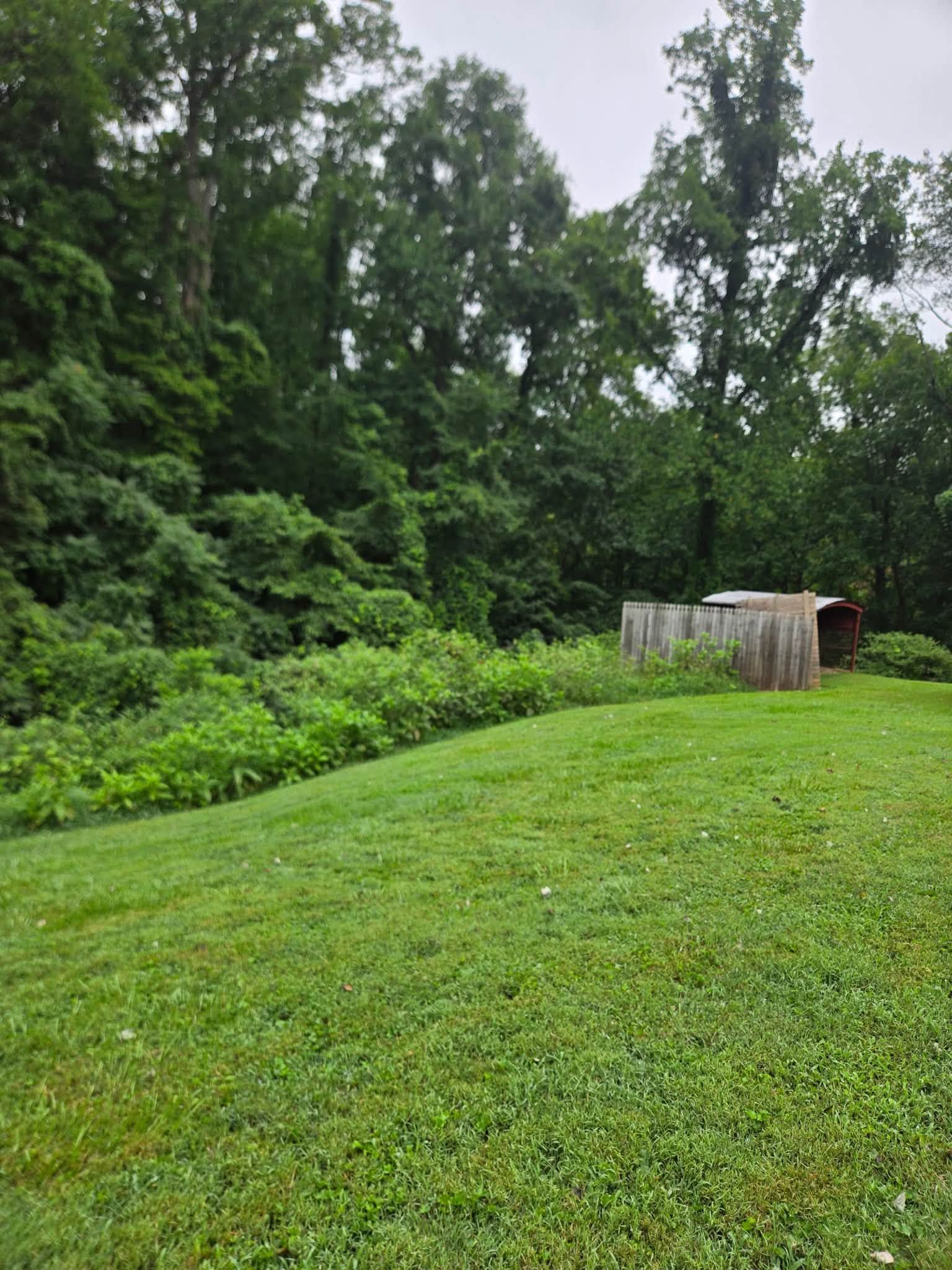 Grassy clearing beside dense green trees, with a small weathered shed at the forest edge.