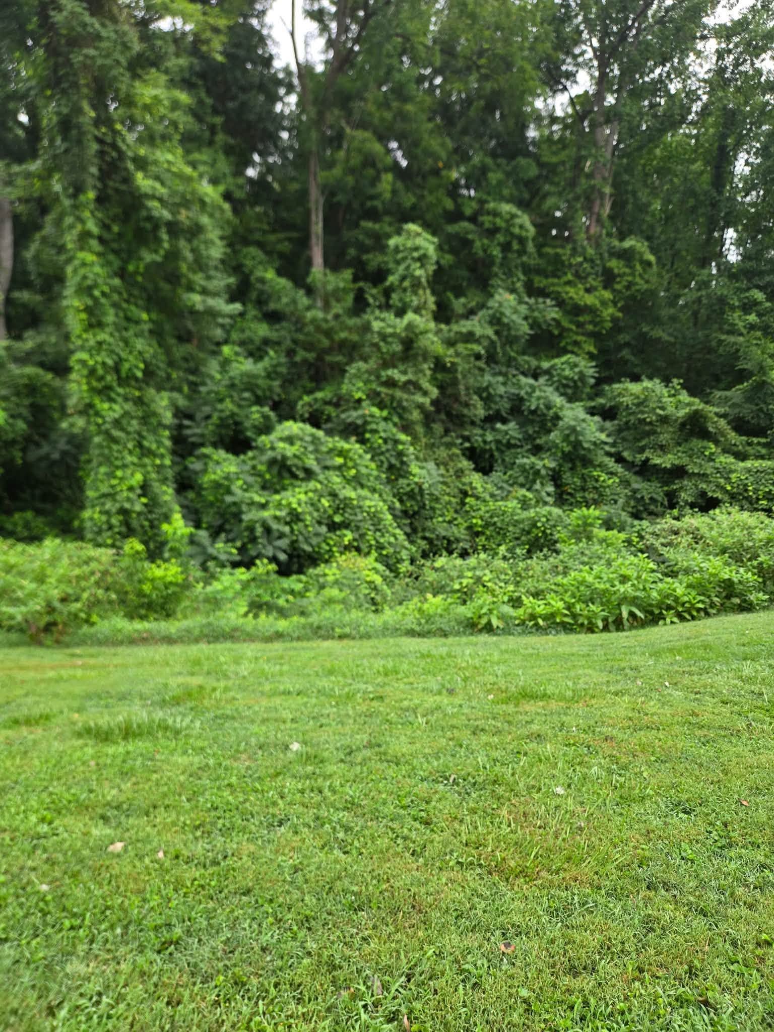 Green grassy field in front of a dense forest of tall trees and vines