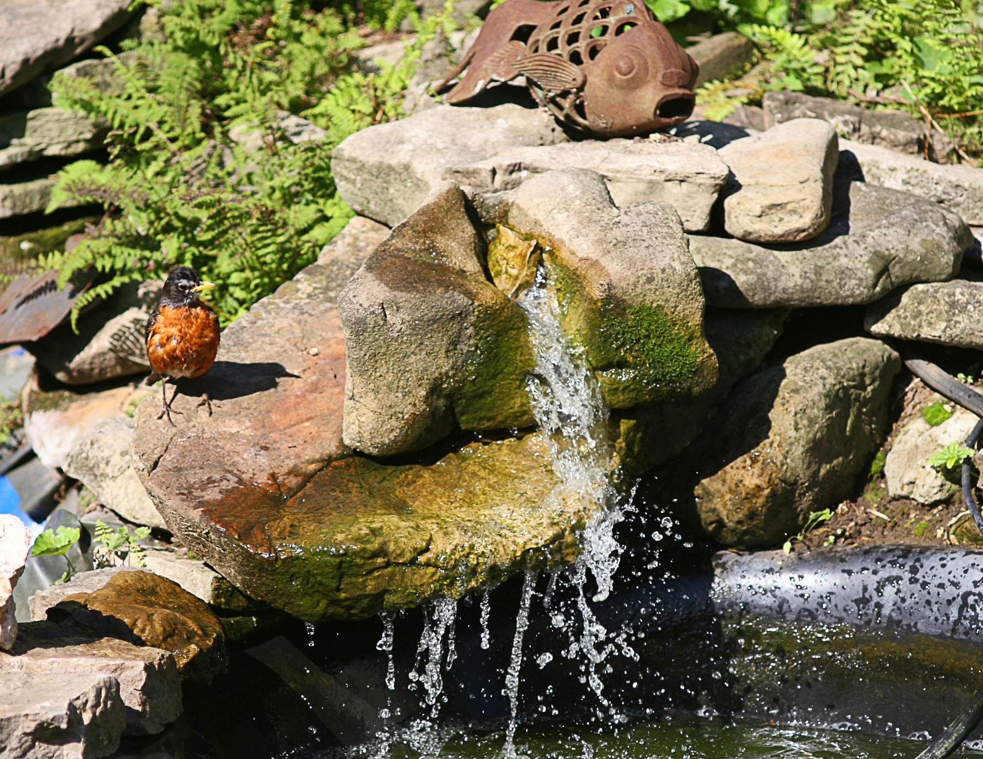 Rock waterfall trickling into a pond, with mossy stones and a small orange bird perched on a rock.