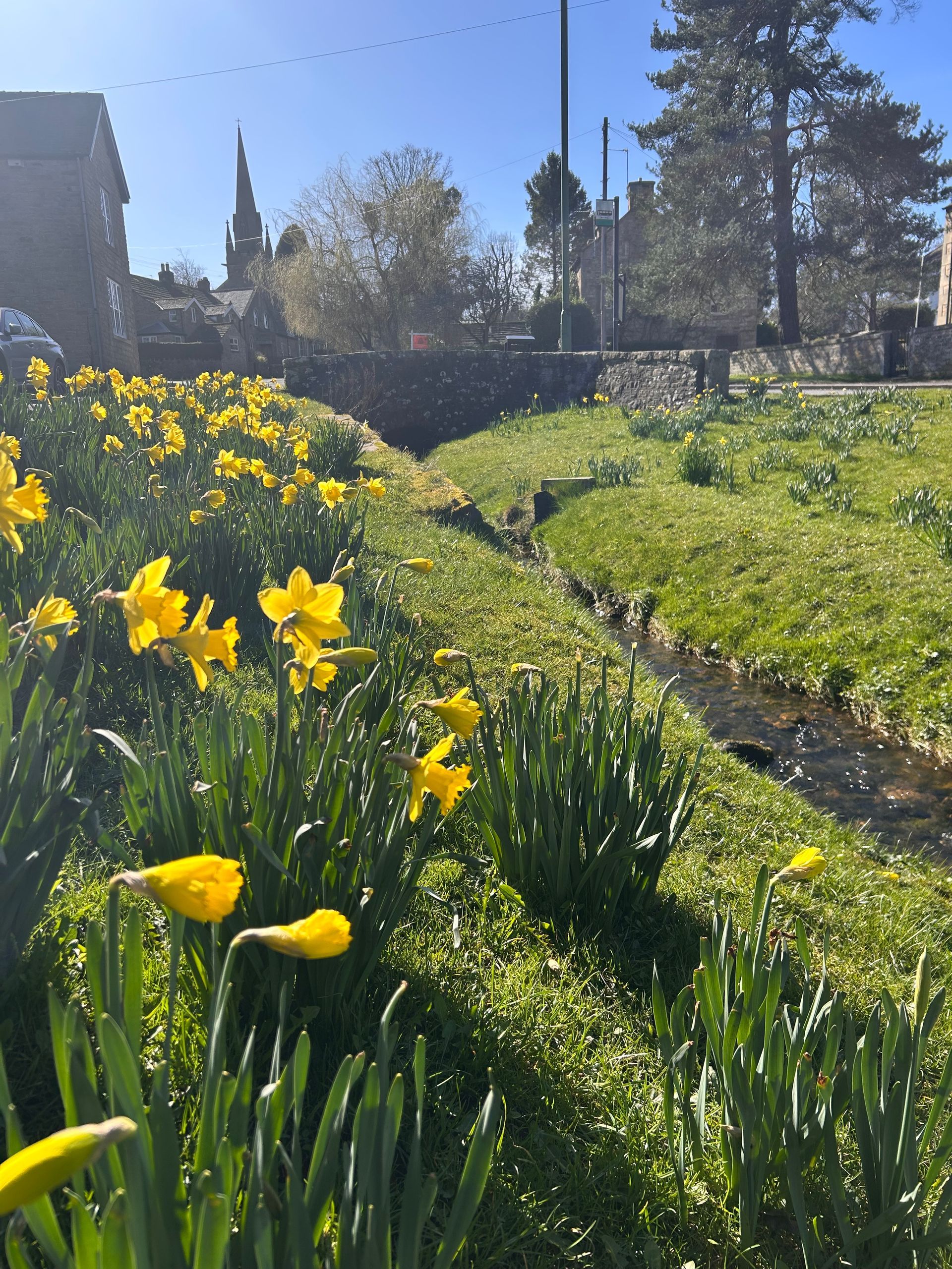 Daffodils in Cotherstone Village