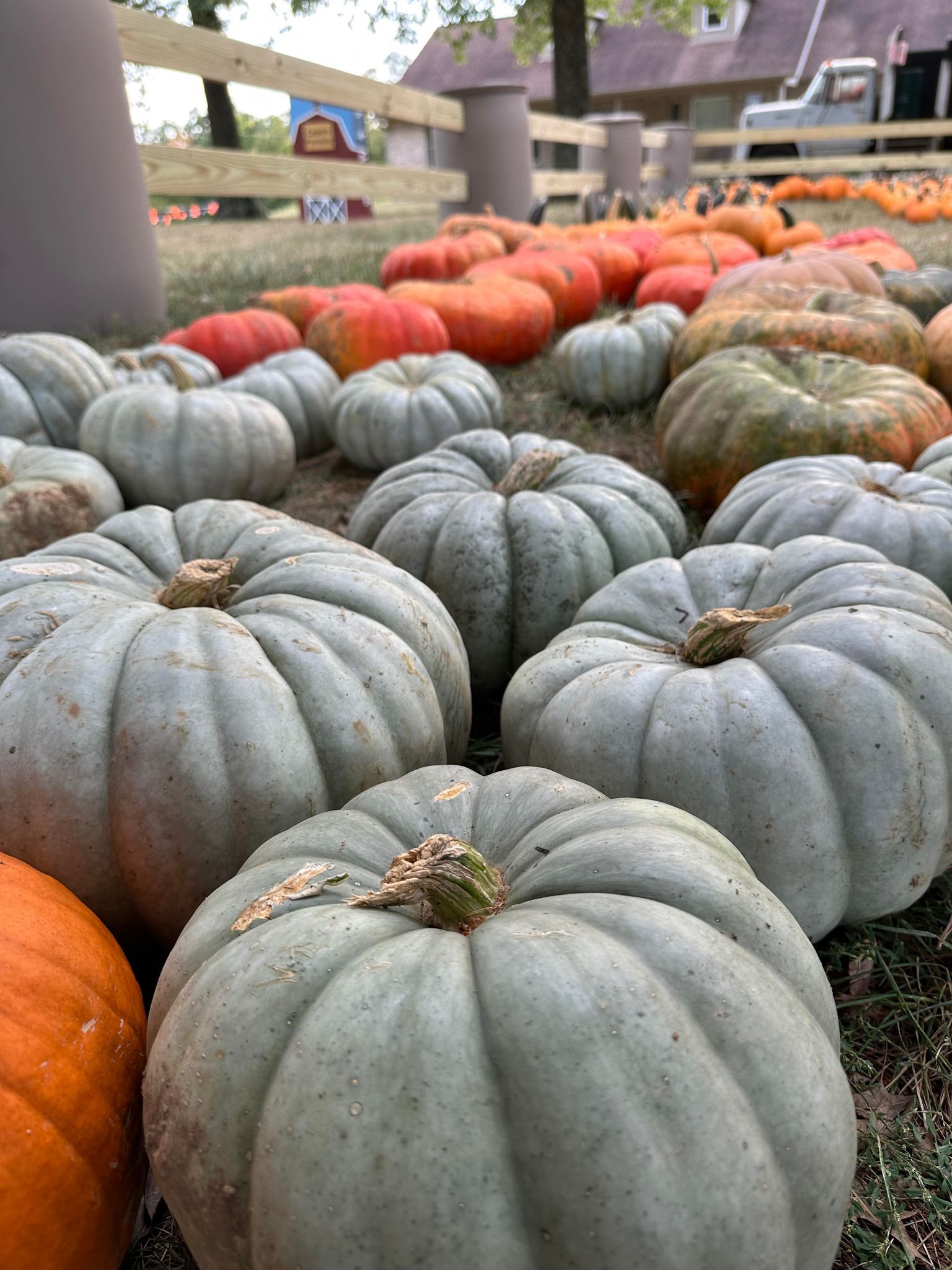 Country Pumpkins photo 4
