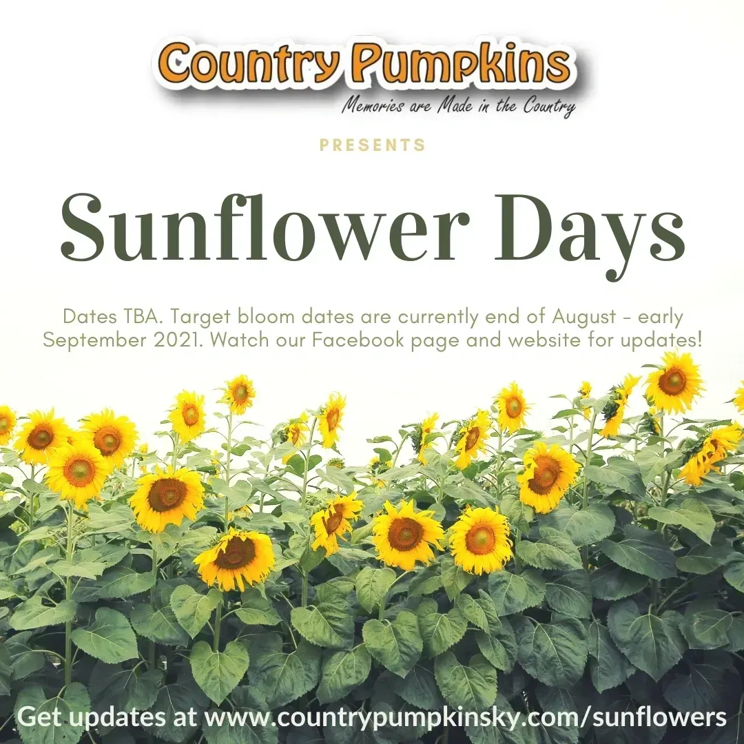 Sunflower Days — Dry Ridge, KY — Country Pumpkins Sunflower Days — Dry Ridge, KY — Country Pumpkins
