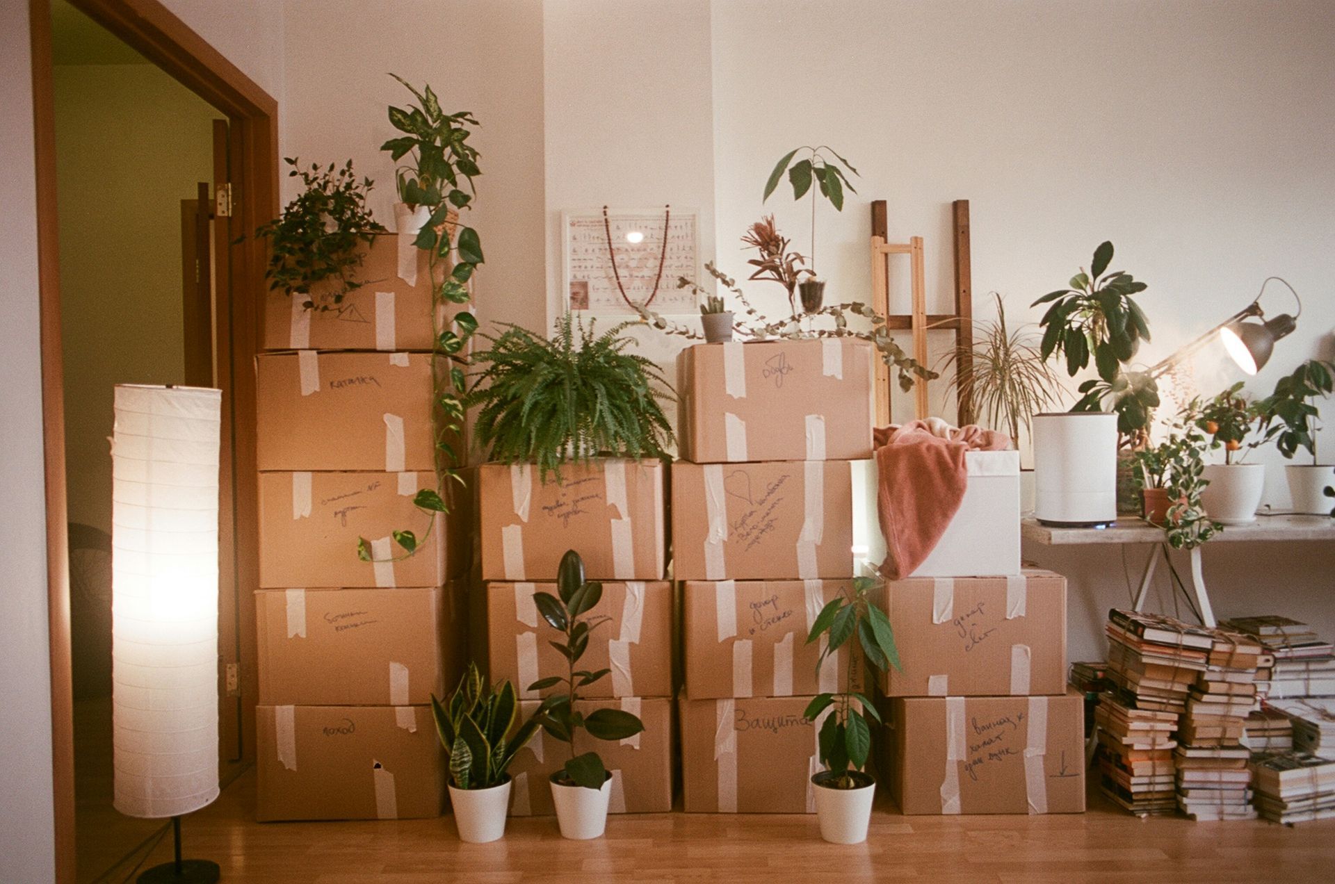 Cardboard boxes stacked in a room, surrounded by potted houseplants, a floor lamp, and a tall stack of books.