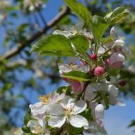 apple blossoms