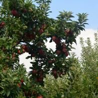 apple tree