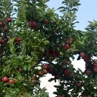 apples 