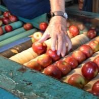 apples