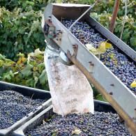 grape bins
