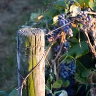 grape post