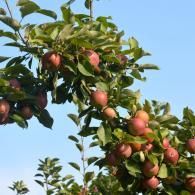 apples