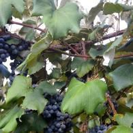 grapes