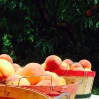 peaches