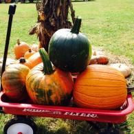 pumpkins