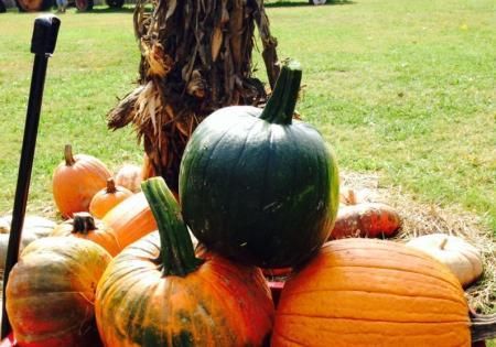 pumpkins