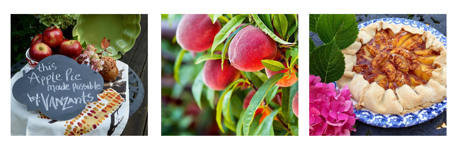 peaches