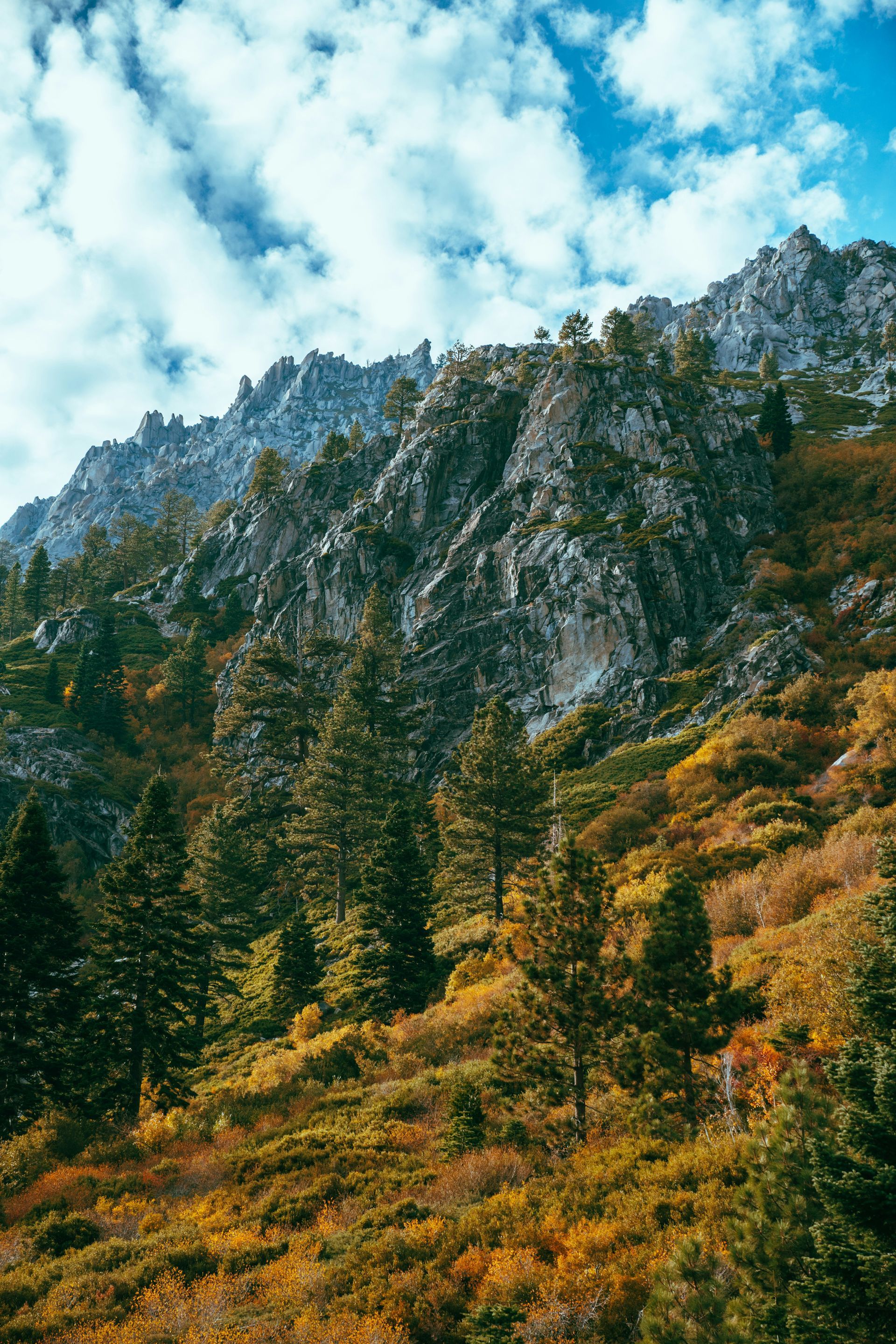 Rocky mountain slope with evergreens, golden brush, and blue sky with clouds.