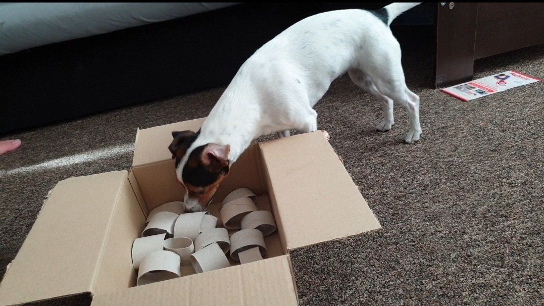 Small dog training via nosing through a cardboard box with handmade paper tubes serving as training obstacles.