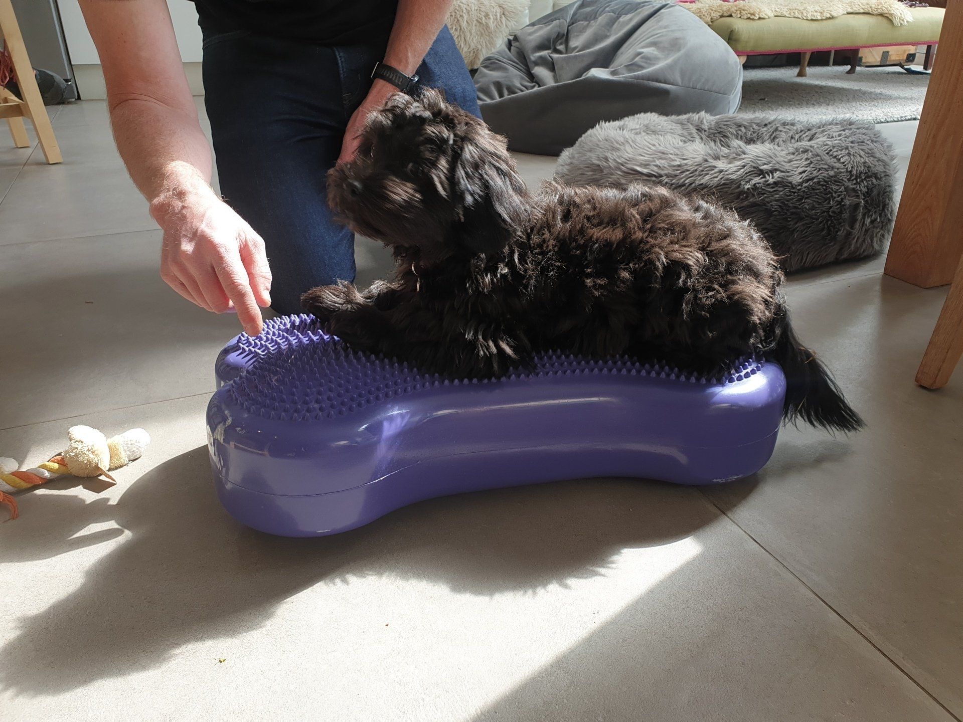 Small but very fluffy puppy perched atop a bone-shaped object.