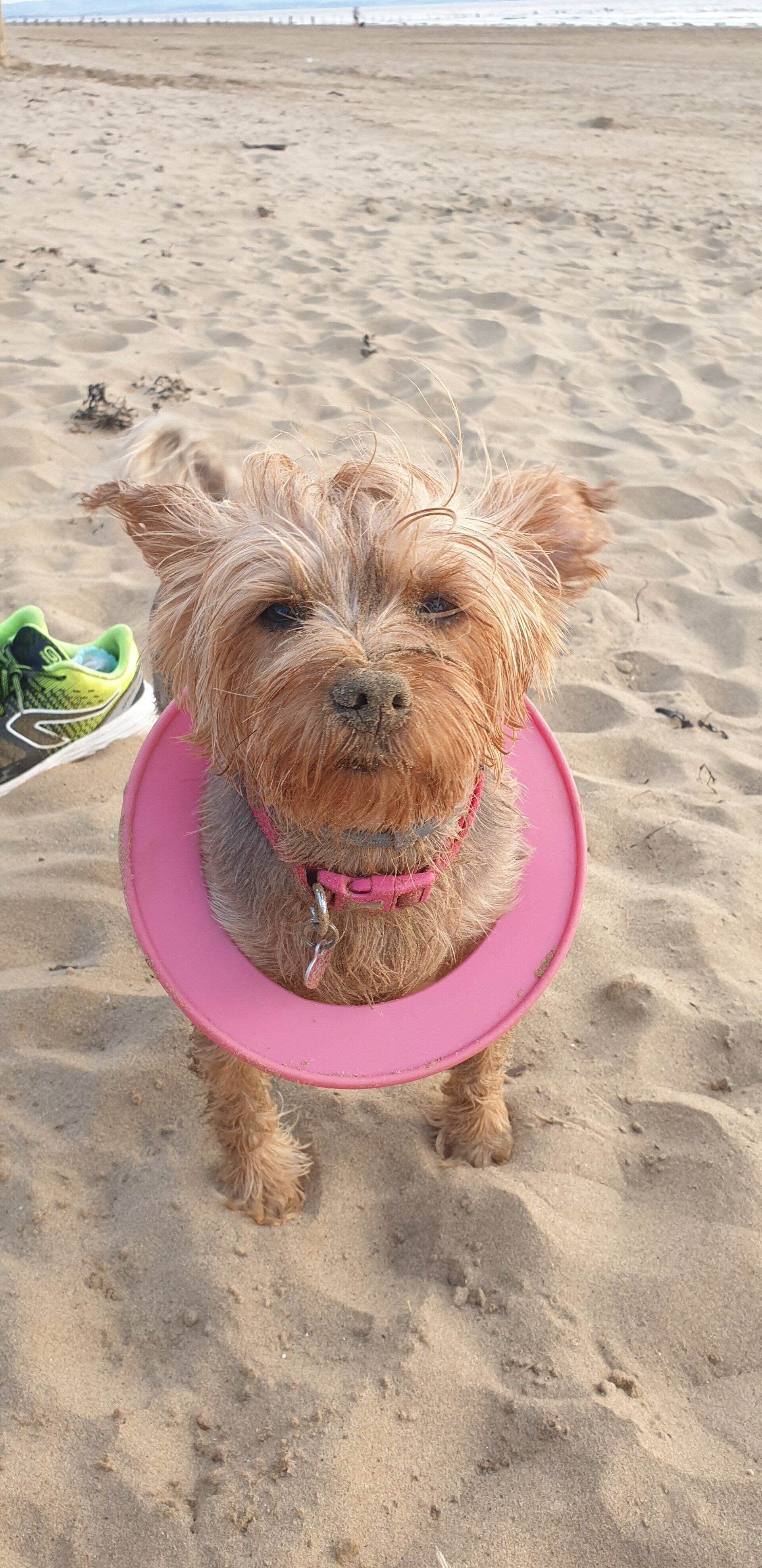 Small dog covered with sand, a little dog frisbee tucked around her neck.