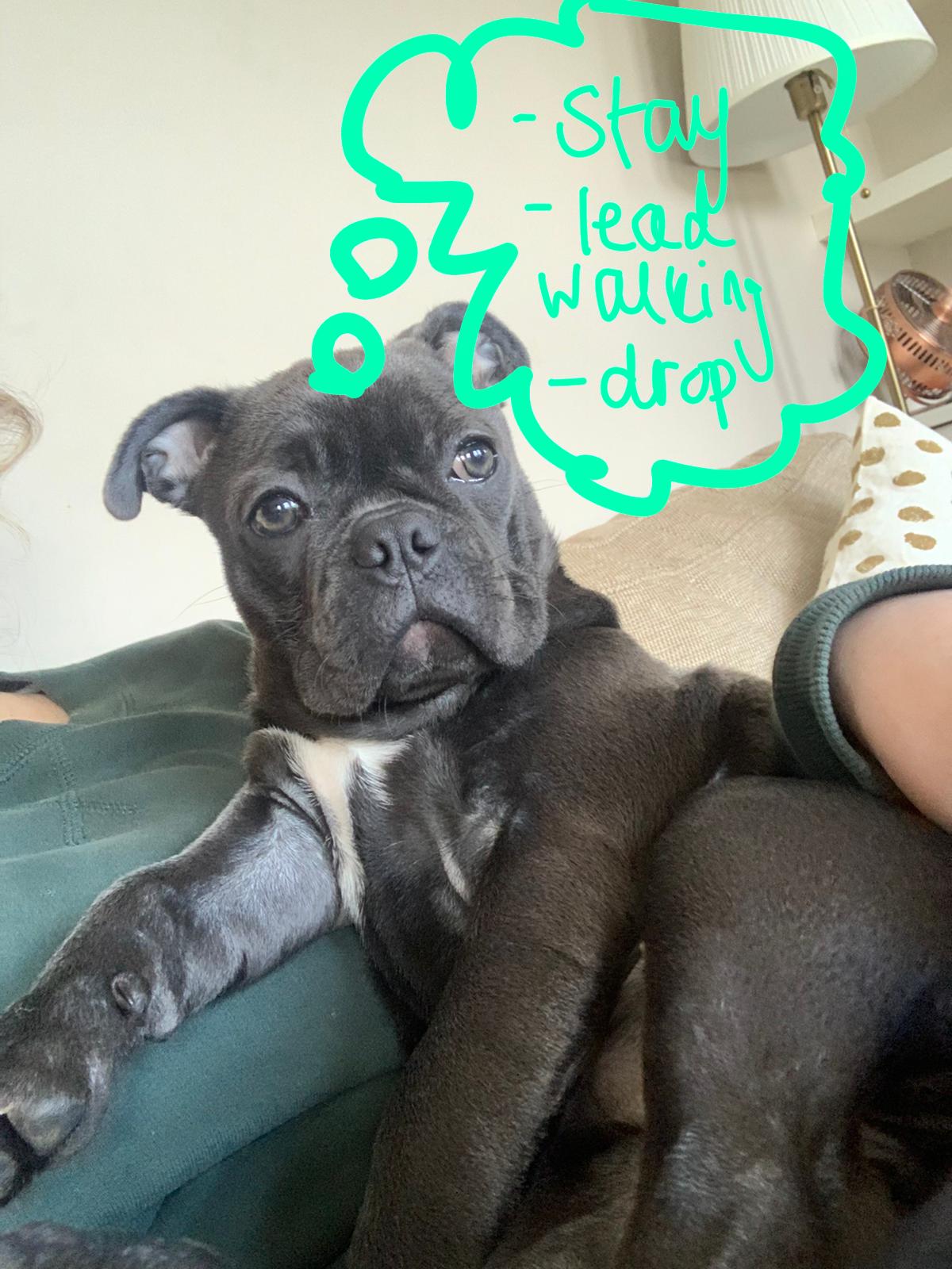 A puppy reclined against the sofa, a hand-drawn thought bubble declaring, 'Stay' 'Lead walking' 'Drop'