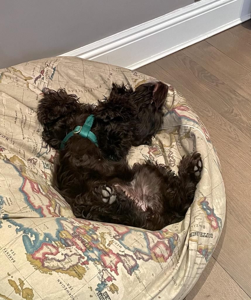 Very fluffy puppy lay splayed on their back atop a comfortable dog bed.