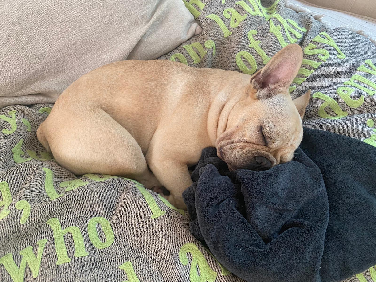 French bulldog asleep on a bed, curled up with a little blanket.