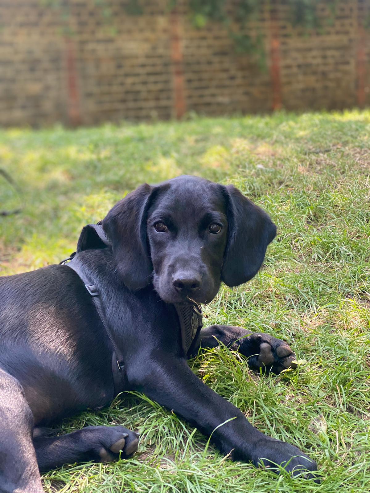 Black puppy stretched out on a field.