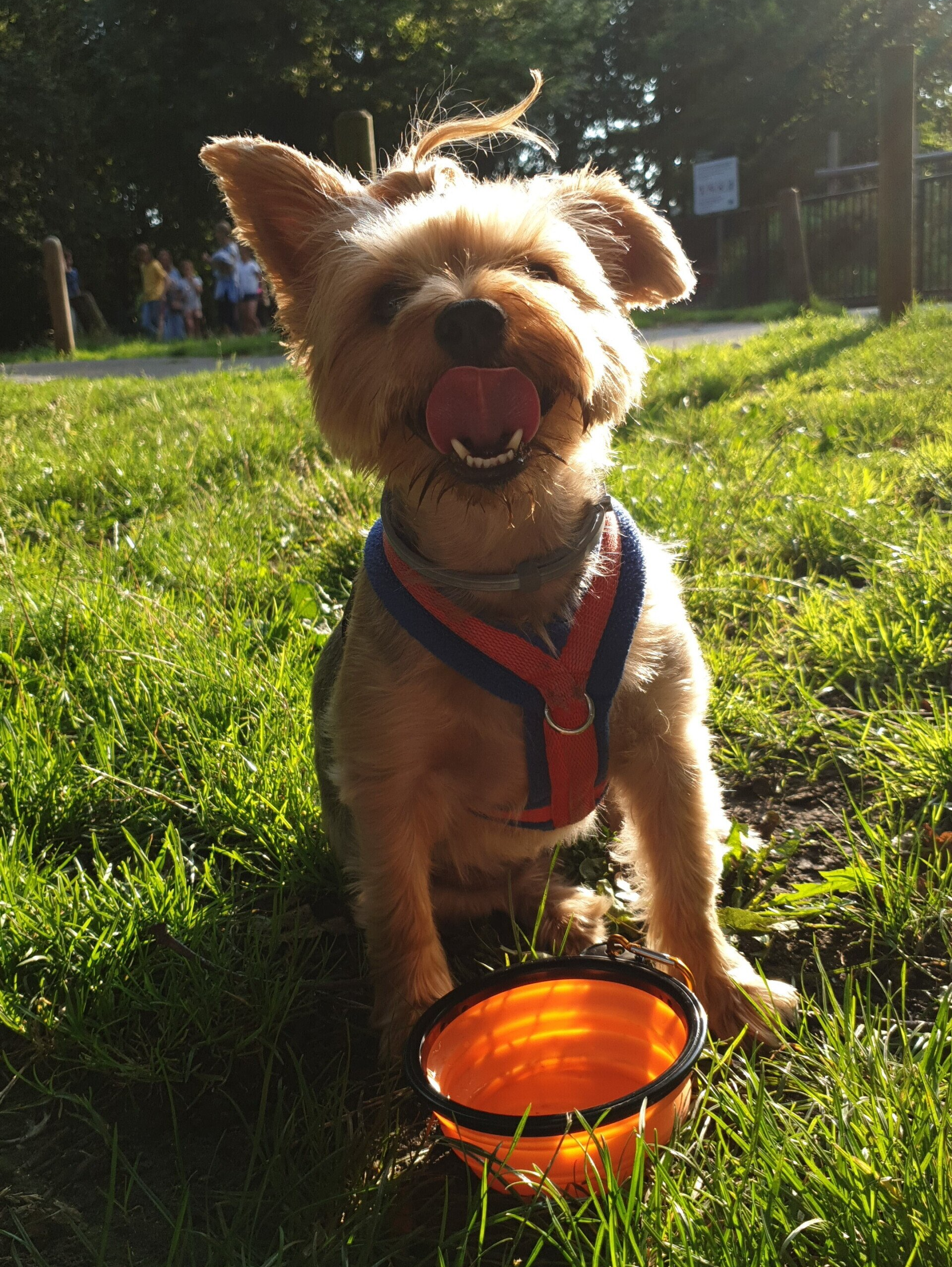 A small dog licking her nose after drinking from a portable dog water bowl.