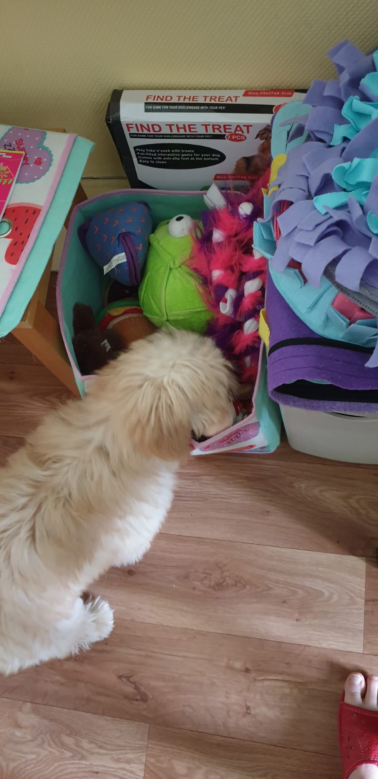 Small fluffy dog nosing through a box of toys.
