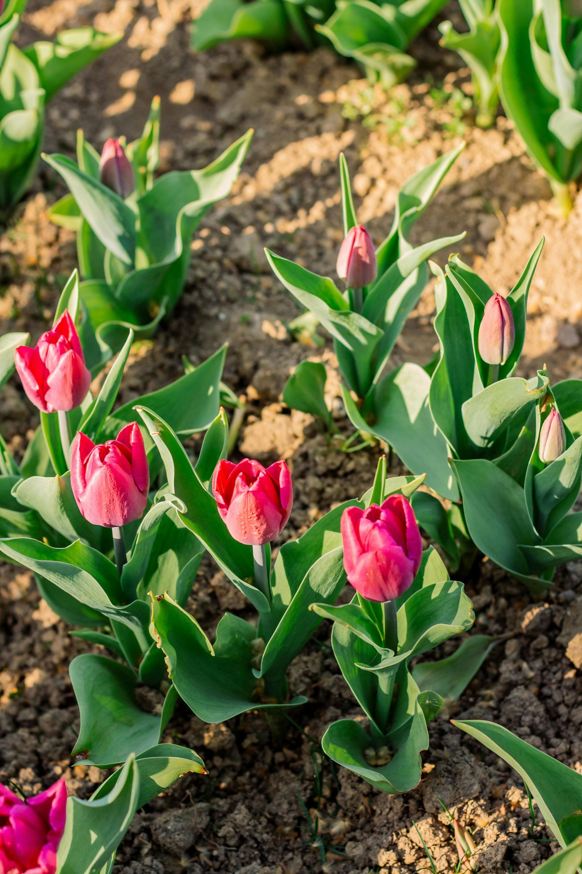 A bunch of pink tulips are growing in the dirt in a garden.