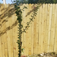 Young vine climbing a sunlit wooden fence in a backyard