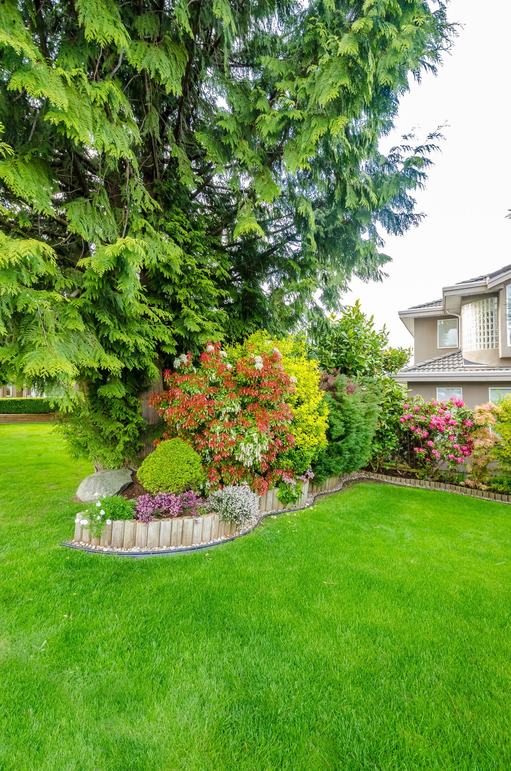 Lush green lawn with flowering shrubs and a large tree beside a house driveway