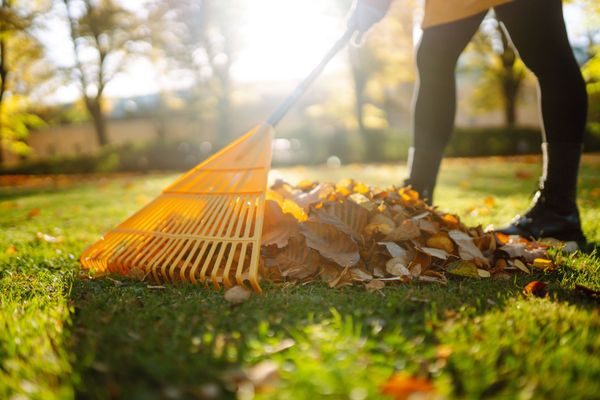 Person raking autumn leaves in a sunlit yard with an orange rake
