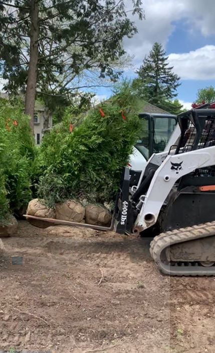 Moving Tree — Westwood, NJ — Four Brothers Landscape, Inc.
