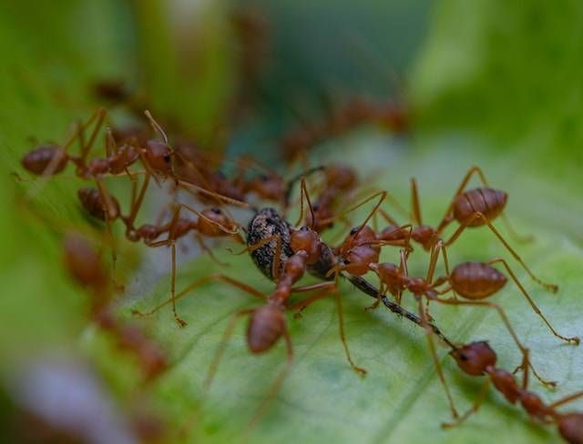 Red ants clustered on a green leaf, carrying a dark insect in the center.