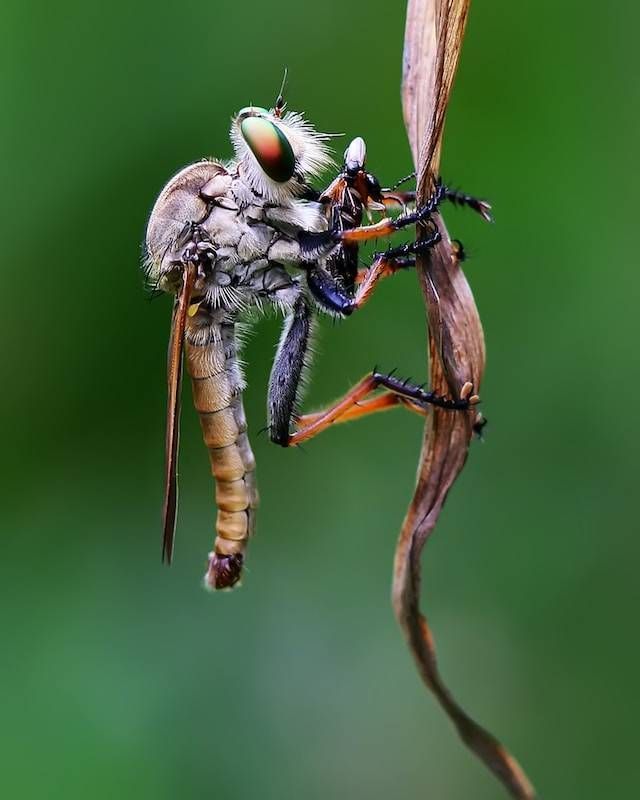 Close-up of a robber fly clinging to a dried plant stem against a green background