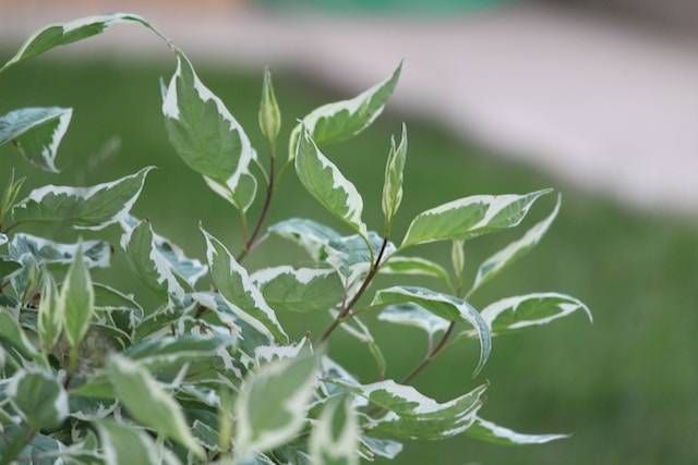 Variegated green and white leaves on a shrub with a blurred garden path in the background