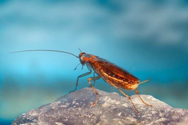 Orange-brown cockroach standing on a rock against a blurred blue background