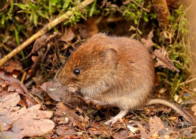 Small brown mouse on forest floor among leaves and moss