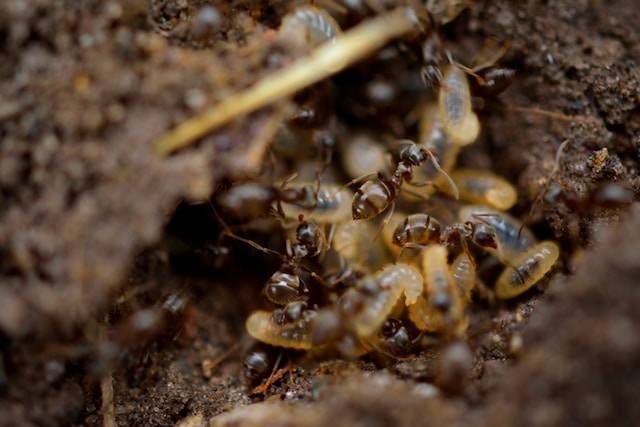 Ants crawling in a dirt nest entrance, with blurred brown soil and twigs.