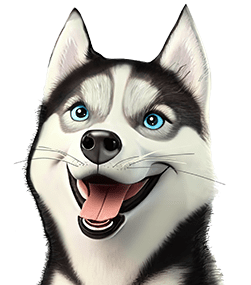 Smiling black-and-white husky with blue eyes and mouth open